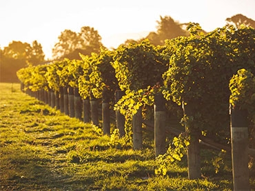 Saint Clair Vineyard Kitchen