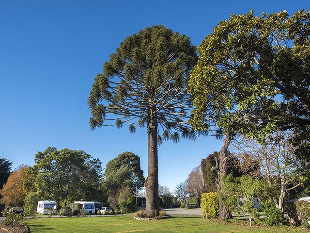 monkey puzzle tree